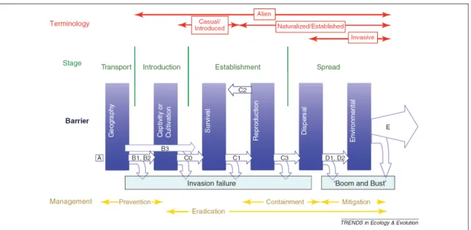 Figure I.2 L’unification des modalités d’introduction par Blackburn et al. (2011). En rouge, les termes servant à définir la population introduite en fonction de l’étape dans laquelle elle se trouve