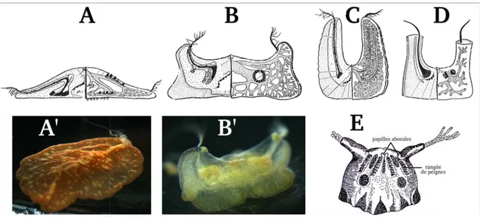 Figure 1.11 – Morphologie générale des Platyctenida. A, B, C et D) Anatomie interne, vue dans le plan pharyngien de Coeloplana (A), Vallicula (B), Lyrocteis (C) et de Tjalfiella (D) d’après Rankin (1956)
