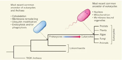 Figure 5. L'origine "Archaea" des eucaryotes (source : [58]) 