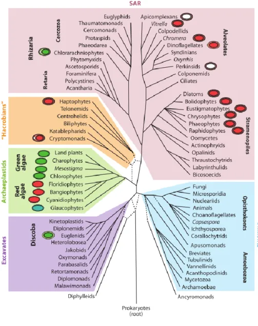 Figure 7. Distribution des lignées photosynthétiques chez les eucaryotes (source : [74]) 