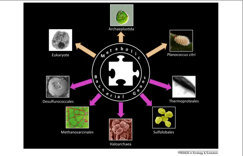 Figure 1. Introgression of metabolic bacterial genes: a recurrent evolutionary theme at the origin of novel composite lineages