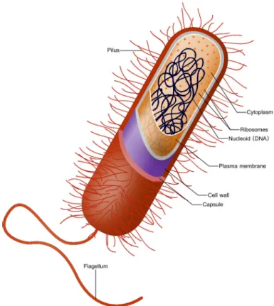 Figure 3.1: Schematic representation of a prokaryotic cell. Intracellular com- com-ponents (proteins, DNA and metabolites) are located within the cytoplasm, protected by the cell wall composed of two membranes