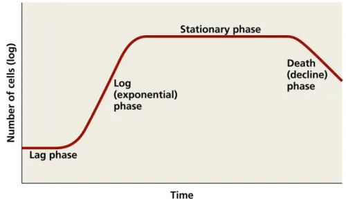 Figure 3.2: Bacterial growth curve. The evolution of the size of the bacterial population is represented along time on a logarithmic scale (picture taken from [2]).