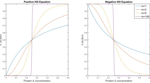 Figure 4.2: Hill function. Positive (resp. negative) Hill function on the left (resp.