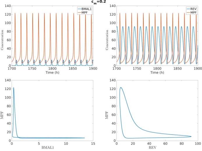 Figure 4.3: Oscillations and phase portraits of BMAL1, REV and MPF in a 1:1 period-lock.