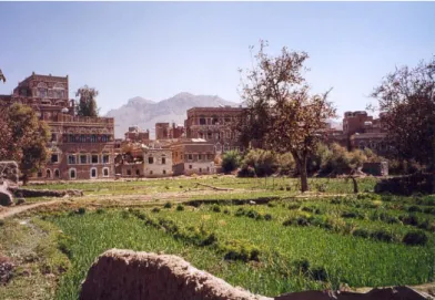Figure 1 : La culture du poireau occupe une grande partie de la surface du jardin al-Hurqam, Sanaa