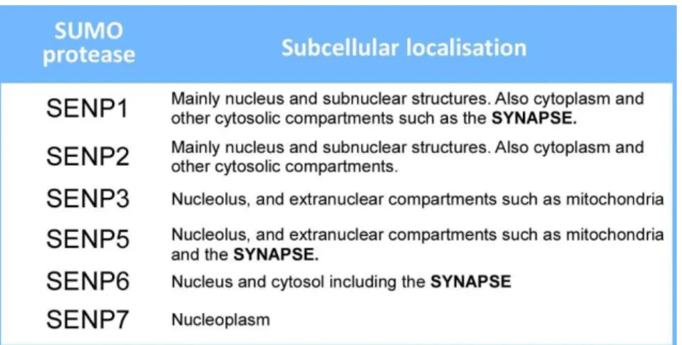Table 2. Subcellular localisation of SENP proteases. Adapted from (Henley et  al., 2014)