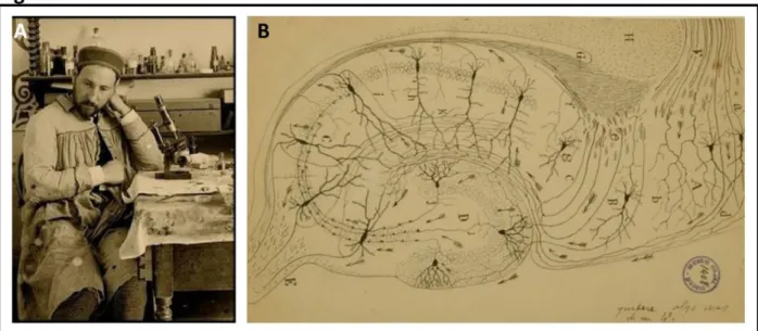 Figure 2. Discovery of hippocampal structure. A. Santiago Ramó n   Cajal, the  Father of  odern Neuroscience’
