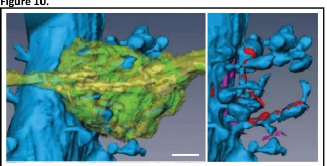 Figure  10.  3D  reconstruction  of  a  mossy  fibre  bouton  and  CA3  thorny  excrescences