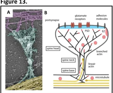 Figure 13: Cytoskeletal organization of dendritic spines.  A. Actin and microtubule cytoskeleton organization in a  mature  dendritic  spine  from  cultured  hippocampal  neurons  visualized  by  electron  microscopy  (EM)