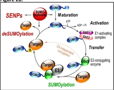 Figure  20.  The  SUMO  enzymatic  pathway.  SUM O  paralogs  are  s nthesized  as  inactive  precursors  that  are  ﬁrst  atured   the h drolase activit  of speciﬁc desu o lases called SENPs