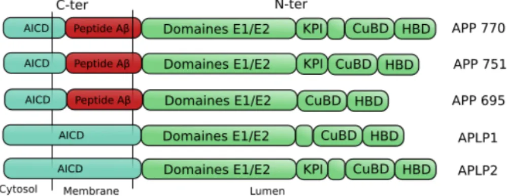 Figure  1  :  Les  isoformes  et  paralogues  de  l'APP.  L'APP  770  complet  (18  exons),  possède  les  domaines d'interaction E1 et E2, le domaine d'inhibition des protéases de Kunitz (exon 7), ainsi  qu'un domaine de liaison au cuivre (CuBD) et un dom
