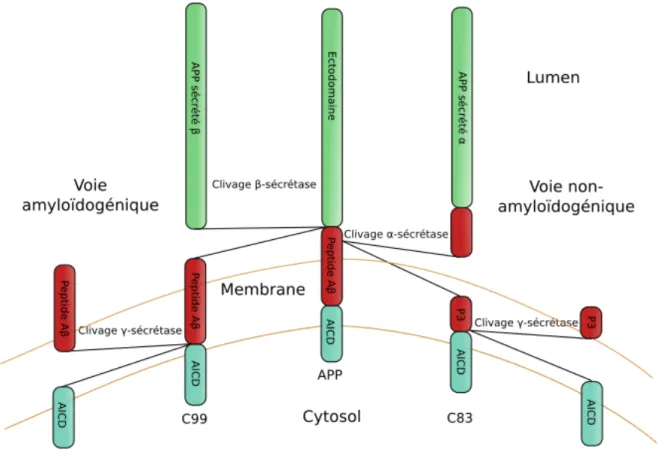 Figure  2  :  Les  différentes  voies  de  catabolisme  de  l'APP.  La  voie  non-amyloïdogénique  du  catabolisme  de  l'APP  est  initié  par  le  clivage  α-sécrétase  (voir  texte)