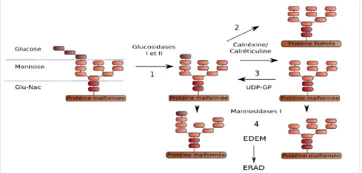 Figure  7  :  La  glycosylation  dirige  l'export  des  protéines  du  RE.  Un  groupement N-Glycan est  ajouté aux protéines natives