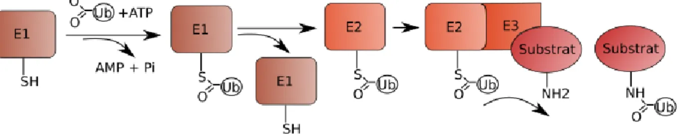 Figure  8  :  Activation  et  transfert  de  l'ubiquitine.  Les  groupements  ubiquitine  sont  liés  aux  enzymes de classe E1 via une interaction entre l'acide aminé C-terminal de l'ubiquitine (Glycine  76)  et  un  acide  aminé  portant  une  fonction  