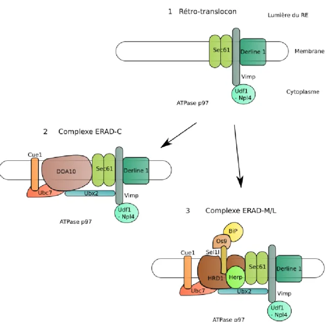 Figure 9 : Structure et interactions du rétro-translocon avec les complexes ERAD. 