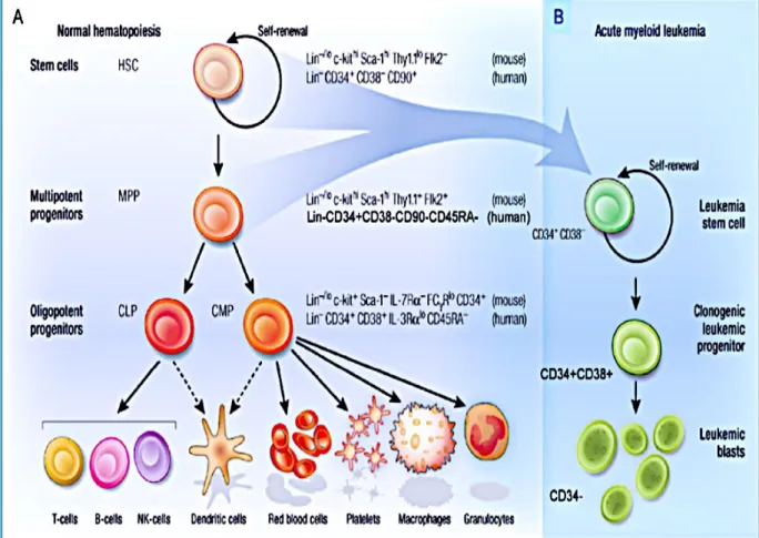 Figure  5  :  Modèle  d'organisation  hiérarchique  de  l'hématopoïèse  et  de  la  LAM  chez  l’Homme (selon Standford medicine)