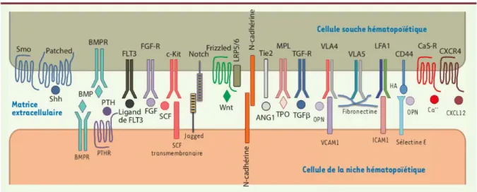 Figure  9  :  Interaction  des  composantes  cellulaire  de  la  niche  hématopoïétique  avec  les  cellules souche hématopoïétique