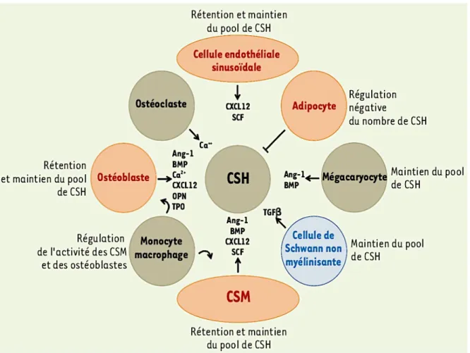 Figure  10  :  Représention  schématique  des  composantes  de  la  niche  hématopoïétique  et  leurs interactions avec les CSHs (Jean-Claude Chomel)