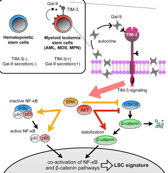 Figure 15 : Implication de la voie de signalisation TIM-3/NF-kB dans l'auto-renouvellement  des CSLs (Kikushige et al., 2015)