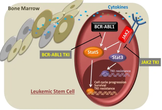 Figure 16 : Implication de la voie JAK-STAT au niveau de la résistance chimiothérapeutique  des CSLs dans la LMC (Warsch et al., 2013)