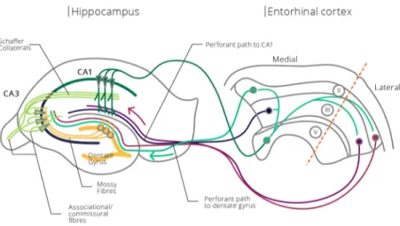 Figure 5 Basic anatomy of the hippocampus. Illustration of an overview of the hippocampus, focusing on the trisynaptic circuit  originating from the II layer of the entorhinal cortex (turquoise), and the direct pathway arising from the III layer (purple)
