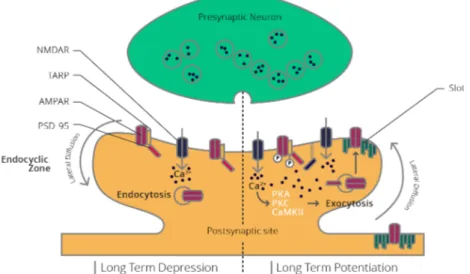 Figure 15 The two main forms of long-term plasticity LTD and LTP. On the left is an illustration of the ongoing processes  during LTD