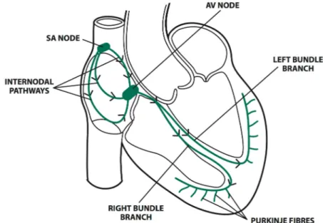 Figure 2.2: Electrical conduction system of the heart during a NSR 2 .