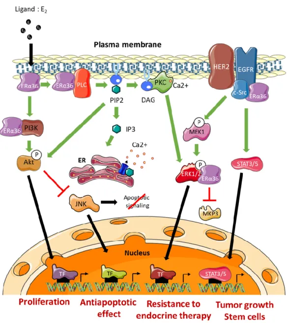 Figure 4. ERα36-dependent non genomic pathways. DAG: Diacylglycerol, ERK: Extracellular signal- signal-Regulated Kinase, TF: Transcription Factor, IP3: Inositol trisphosphate, JNK: c-Jun N-terminal Kinase,  MEK:  MAP/ERK  Kinase,  MKP3:  MAP  Kinase  Phosp