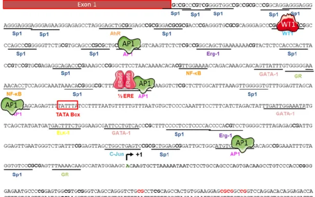 Figure 5. Regulators of the ERα36 promoter activity. The nucleotide sequence of the 5′ flanking region  of  ERα36  gene  was  cloned  by  Zou  and  colleagues  in  2009  [82] 
