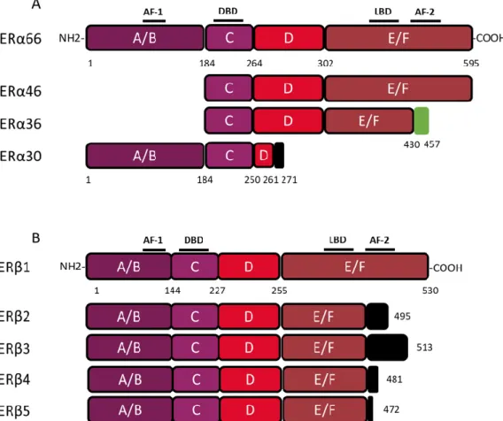 Figure 2. Structure of canonical forms and different variants of ERα66 and ERβ1. The canonical ERα  66 and ERβ1 respectively encompass 595 and 530 amino acids
