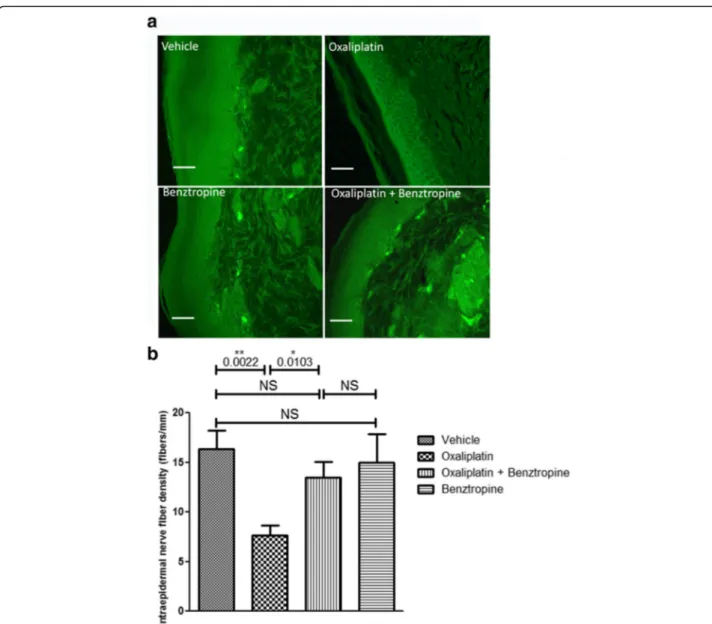 Fig. 9 Effect of benztropine on MBP expression in the sciatic nerves of oxaliplatin-treated mice
