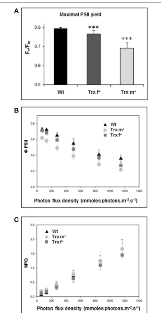 FIGURE 2 | Photosynthetic fluorescence parameters of transplastomic tobacco plants overexpressing Trx f or Trx m