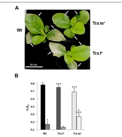 FIGURE 5 | Glutathione and ascorbate content in transplastomic tobacco plants overexpressing Trx f or Trx m.Total content (A, C) and redox status (B, D) of glutathione (A, B) and ascorbate (C, D) were determined in leaves of tobacco plants grown in standar