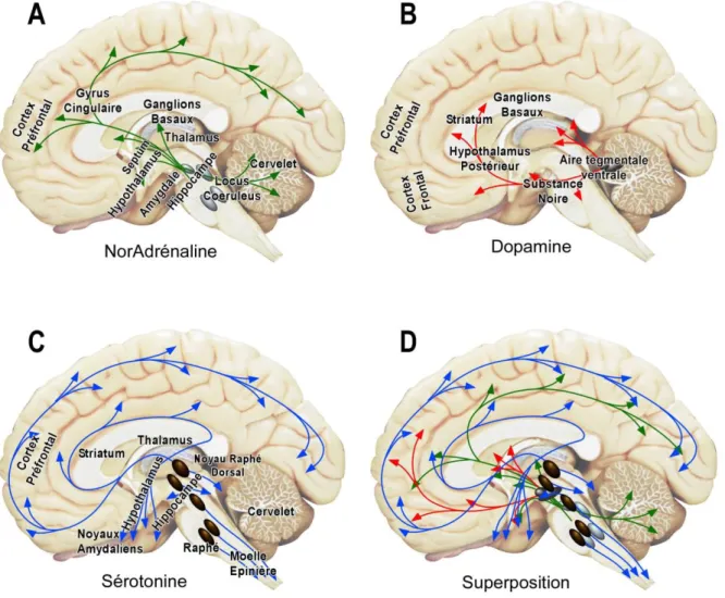 Figure 2 : Neuroanatomie et projections des monoamines 