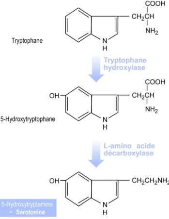 Figure 4 : Schéma de la synthèse de la sérotonine  