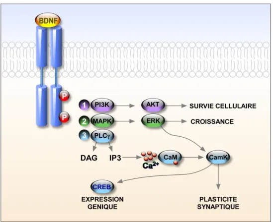 Figure 8 : Voies de signalisation du facteur neurotrophique BDNF via son récepteur  TrkB