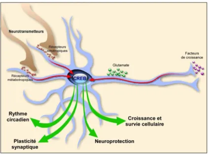 Figure 9 : Les différentes fonctions de CREB dans le système nerveux  