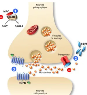 Figure 10 : Mécanismes d’action des antidépresseurs classiques 