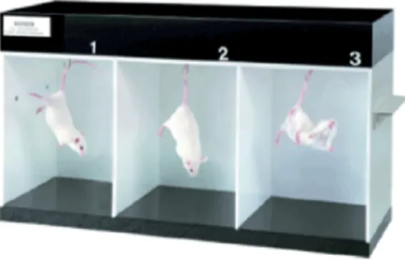 Figure 12 : Photo du dispositif du test de la suspension par la queue (Bioseb) 