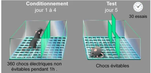 Figure 13 : Représentation schématique du test de la résignation apprise  