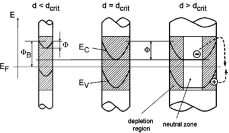 Figure I-19 : Distribution spatiale de la zone de déplétion pour un NF en fonction du diamètre d