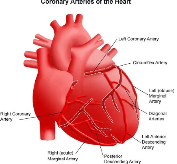 Figure 2.2: The right and left coronary arteries of the heart.