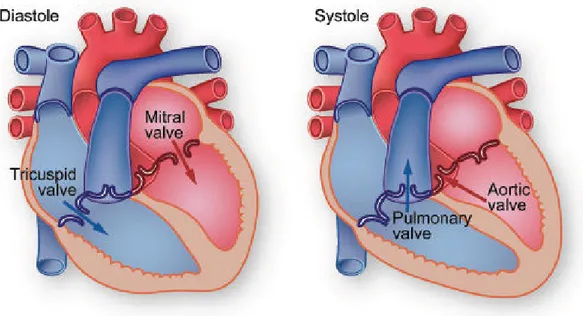 Figure 2.3: Systole and diastole refer respectively to the contraction and relaxation of the two right or left ventricles of the heart.