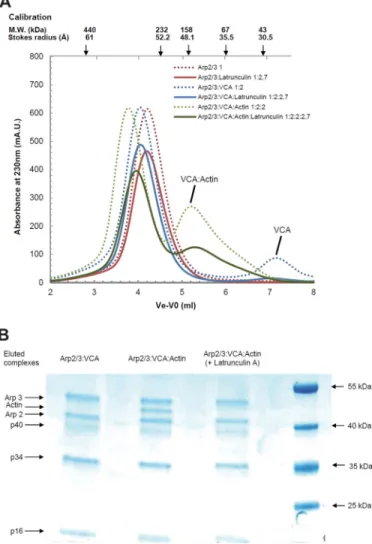 FIGURE 6. Gel filtration analysis of the complexes of Arp2/3 complex with VCA and actin with latrunculin A
