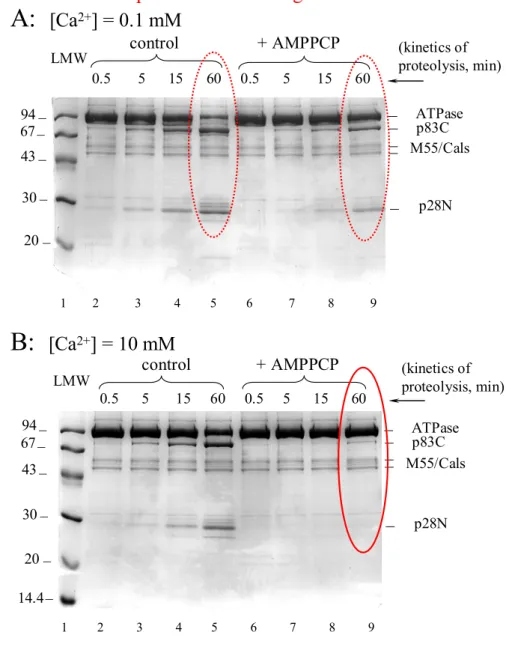 Figure 3. AMPPCP binding at millimolar Ca 2+ (not submillimolar Ca 2+ )  almost fully protects ATPase from proteolysis by proteinase K 