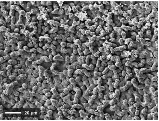 Fig. 9. Optical micrograph of a Zy-4jUO 2.00 interface, annealed for 250 h at 400  C, under an Ar atmosphere (P(O 2 ) ¼ 10 21 atm).