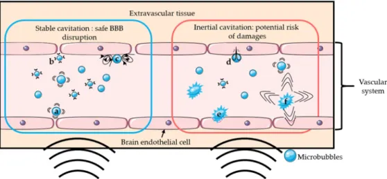Figure 1. Schematic representation of several mechanisms of BBB disruption: Stable cavitation  induces push- (a) and-pull (b) mechanism and microstreaming (c), which can permeabilize the  blood-brain barrier safely