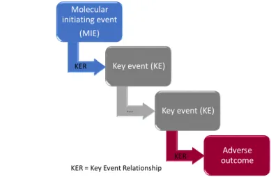 Figure 1.3: Schema of the Adverse Outcome Pathway concept. An AOP is composed of a Molecular Initiating Event (MIE) and several Key Events (KE) leading to an adverse outcome