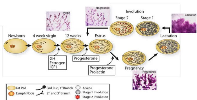 Figure  2:  Morphological changes associated with  the post-natal stages of mammary gland  development